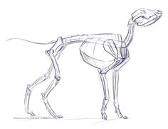 Drawing Of A Dog Skeleton 14 Best Dog Skeleton Images Animal Anatomy Dog Skeleton Drawings