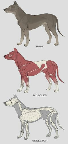 Drawing Of A Dog Skeleton 14 Best Dog Skeleton Images Animal Anatomy Dog Skeleton Drawings