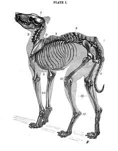 Drawing Of A Dog Skeleton 14 Best Dog Skeleton Images Animal Anatomy Dog Skeleton Drawings