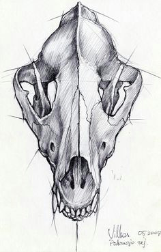 Drawing Of A Dog Skeleton 43 Best Dog Skull Images Dog Skull Skeletons Skulls