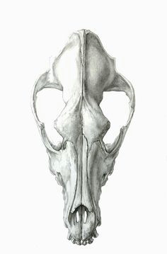 Drawing Of A Dog Skeleton 43 Best Dog Skull Images Dog Skull Skeletons Skulls