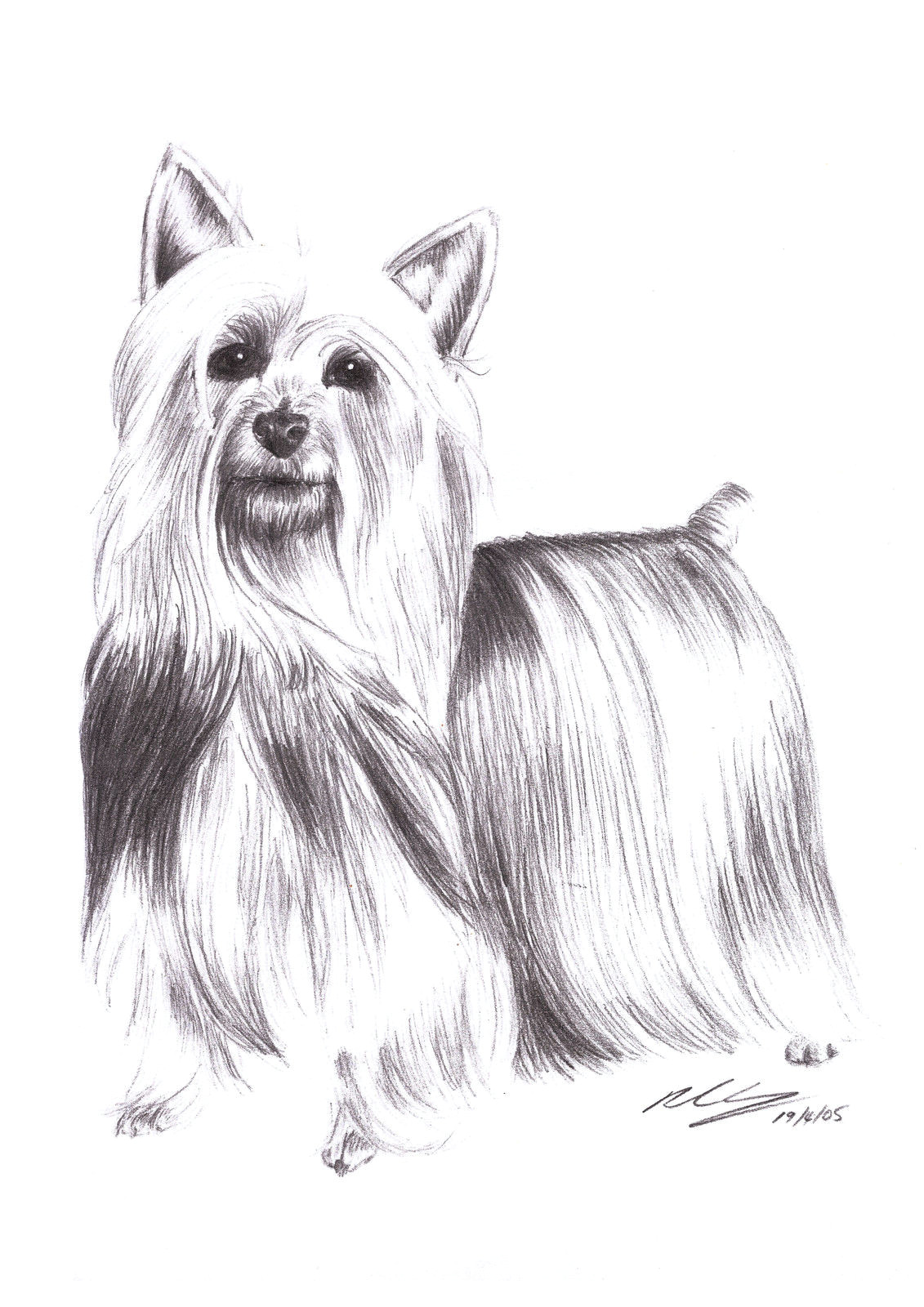Drawing Of A Dog Standing 9 5 Aud Silky Terrier Dog Standing Pet Pencil Art Signed A4