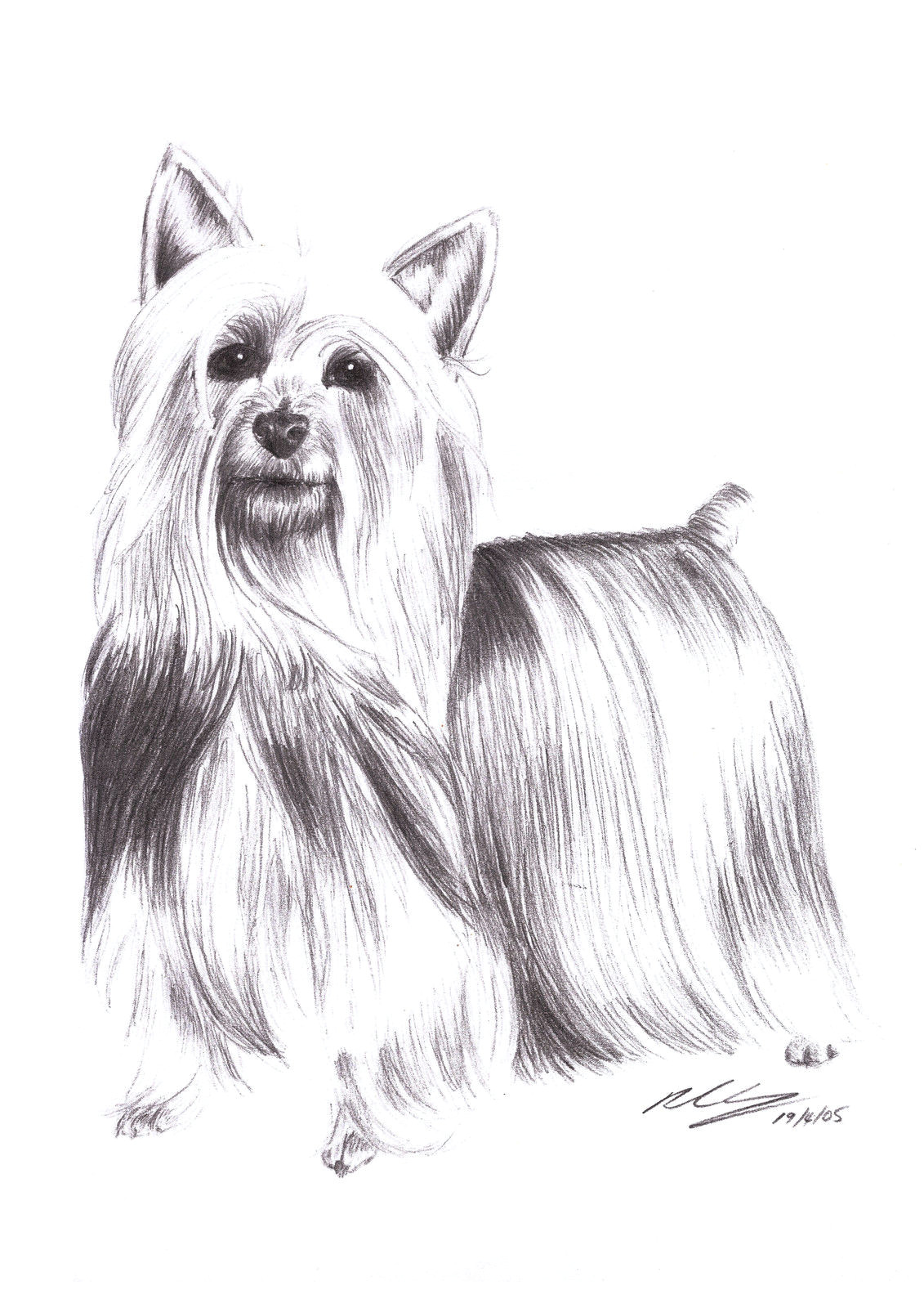 Drawing Of A Dog Standing 9 5 Aud Silky Terrier Dog Standing Pet Pencil Art Signed A4