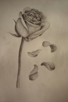 Drawing Of A Dying Rose 45 Best Rose Petals Tattoo Images Pink Petals Rose Flowers Rose