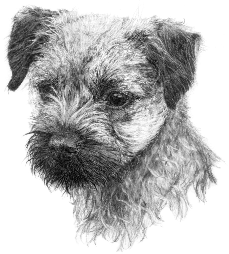 Drawing Of A Fluffy Dog Image Result for Graphite Drawing Dog Border Terrier Puppies