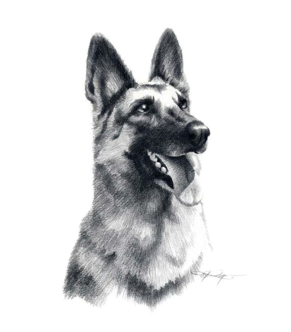 Drawing Of A German Shepherd Dog German Shepherd Dog Art Print by Artist Dj Rogers In 2018 Things