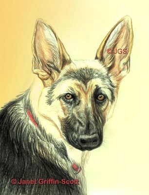 Drawing Of A German Shepherd Dog How Do You Draw A Beautiful Dog Using Colored Pencils German