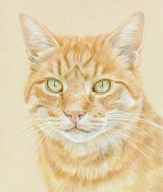 Drawing Of A Ginger Cat 94 Best Cat Profile Pictures Images Cat Profile Free Photography