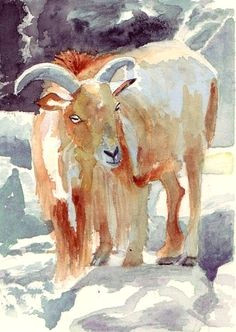 Drawing Of A Goat S Eye 131 Best Goats and Sheep Images Animal Pictures Animal Drawings