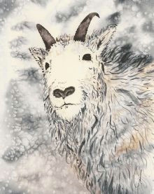 Drawing Of A Goat S Eye 131 Best Goats and Sheep Images Animal Pictures Animal Drawings