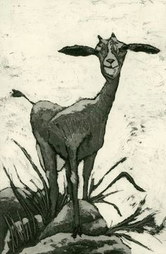 Drawing Of A Goat S Eye 74 Best Goats Images Paintings Goat Art Sheep