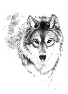 Drawing Of A Grey Wolf 51 Best Wolf Drawings Images Wolf Drawings Tattoo Wolf Animal
