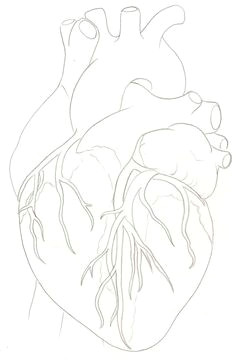 Drawing Of A Heart attack 1596 Best Anatomical Heart Images Anatomical Heart Human Heart