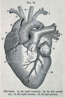 Drawing Of A Heart Human 82 Best Character Anatomy organs Images