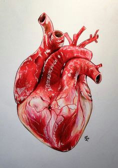 Drawing Of A Heart organ Anatomically Correct Human Heart by Niku Arbabi Embroidery