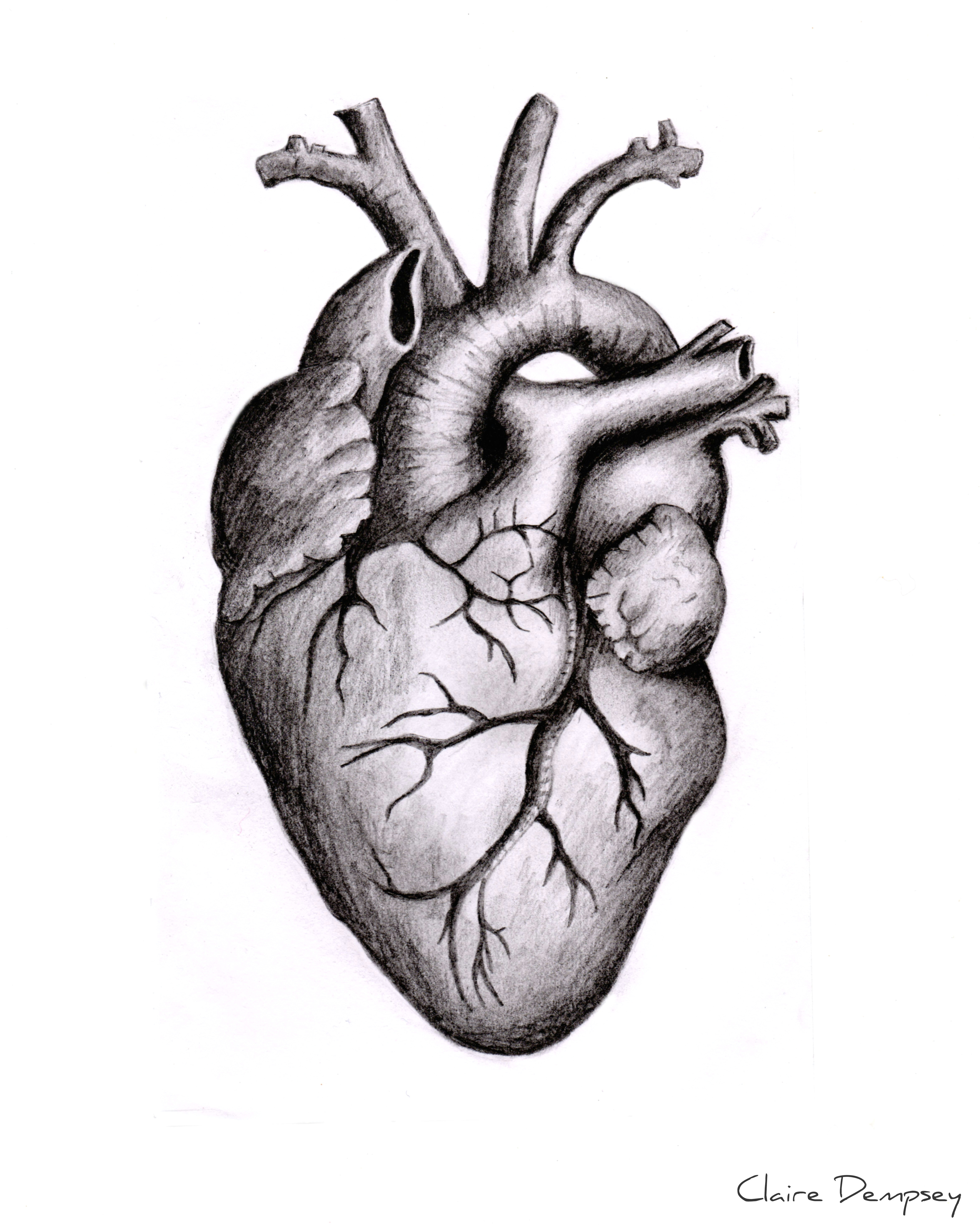 Drawing Of A Heart Rate Anatomically Correct Human Heart by Niku Arbabi Embroidery