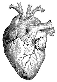 Drawing Of A Heart Realistic 1875 Best Human Heart Images In 2019 Feminist Art Embroidery