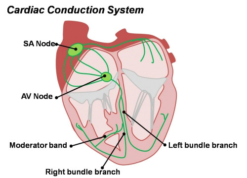 Drawing Of A Heart with Labels Cardiovascular System Heart Histology Embryology