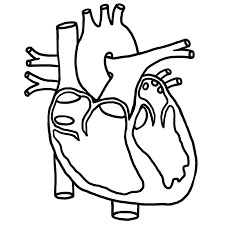 Drawing Of A Heart with Labels Image Result for Circulatory System for Kids Black and White to