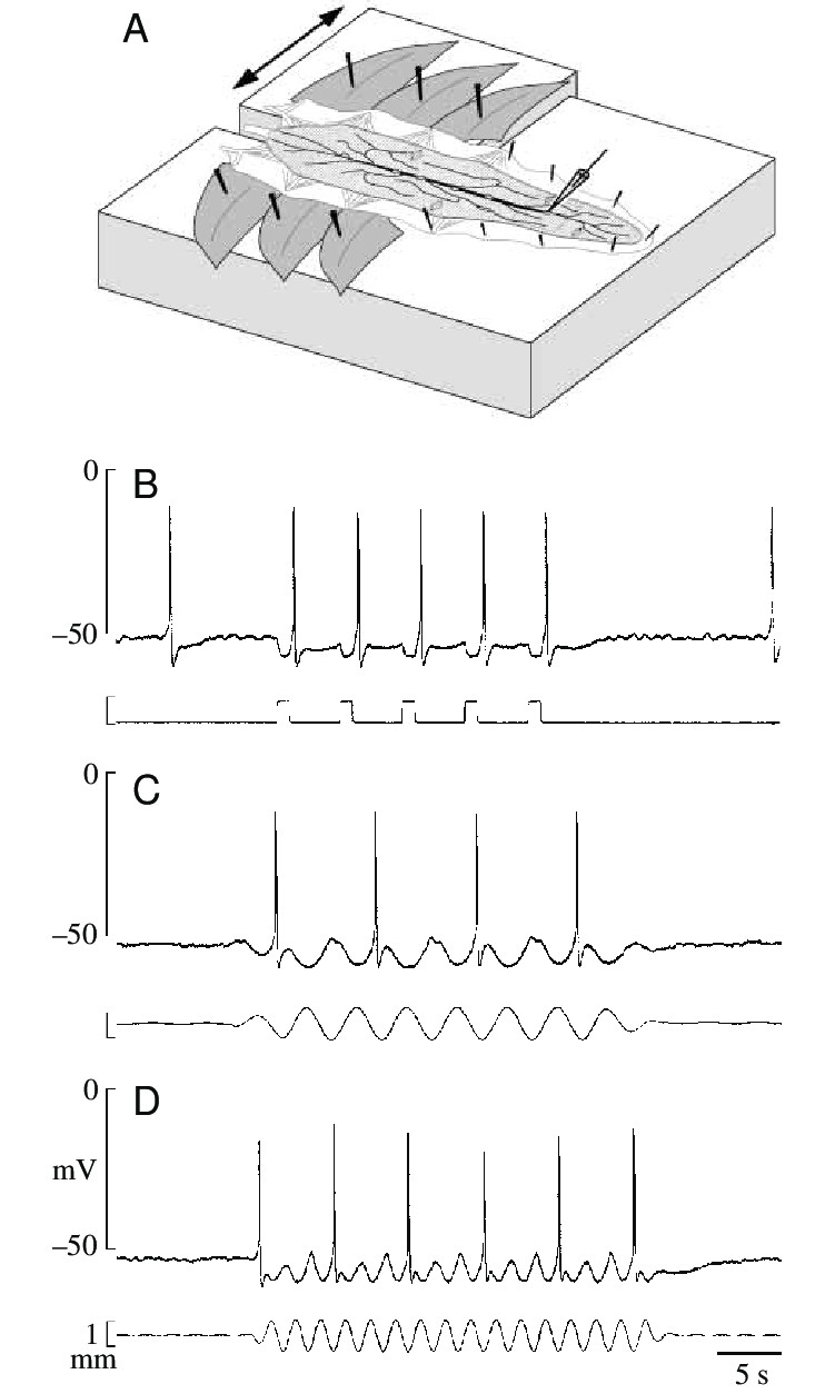 Drawing Of A Heart with Labels Membrane Potential Responses Of the Cardiac Ganglion Cg Neuron to