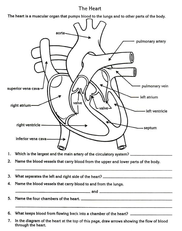 Drawing Of A Heart with Parts Free Parts Of the Heart Worksheets Describe the Function Of the