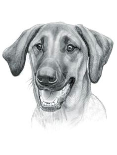 Drawing Of A Hound Dog 91 Best Redbone Coonhound Images Hound Dog Plott Hound Redbone