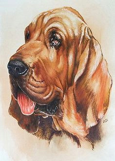 Drawing Of A Hound Dog Die 78 Besten Bilder Von Art Dog Ii Drawings Drawings Of Dogs