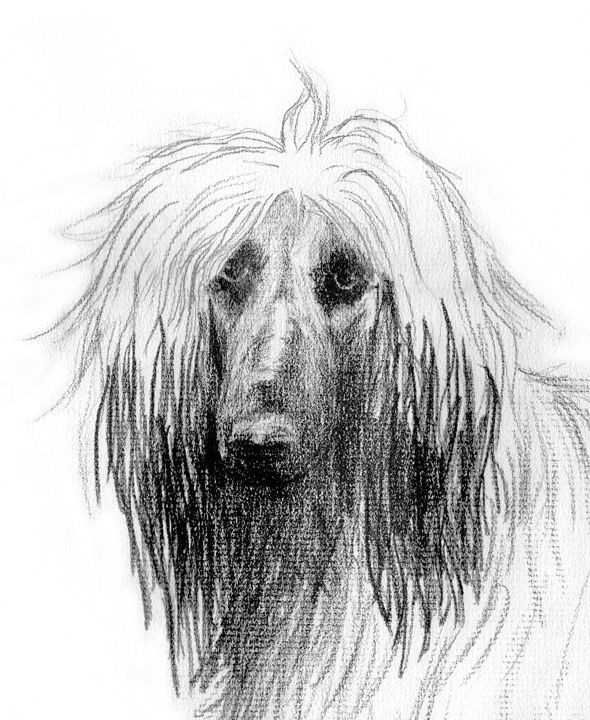 Drawing Of A Hound Dog Zaheel 1303 Dog Painting Pinterest Afghan Hound Dog and
