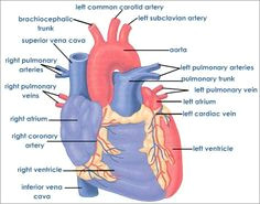 Drawing Of A Human Heart and Its Parts 12 Best Drawing Images Human Heart Heart Anatomy Heart Diagram