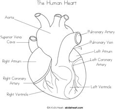 Drawing Of A Human Heart and Its Parts 1875 Best Human Heart Images In 2019 Feminist Art Embroidery