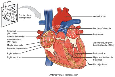 Drawing Of A Human Heart and Its Parts Anatomy Of the Heart Diagram View