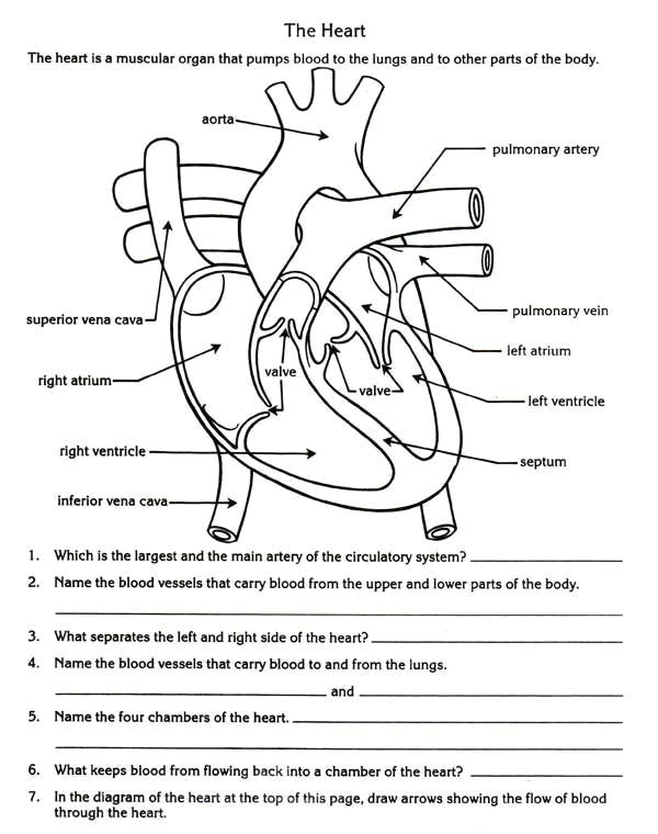 Drawing Of A Human Heart and Its Parts Free Parts Of the Heart Worksheets Describe the Function Of the