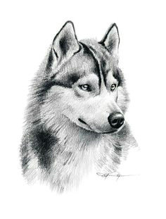 Drawing Of A Husky Dog 338 Best Huskies Reign Images Husky Drawing Husky Dog Animal