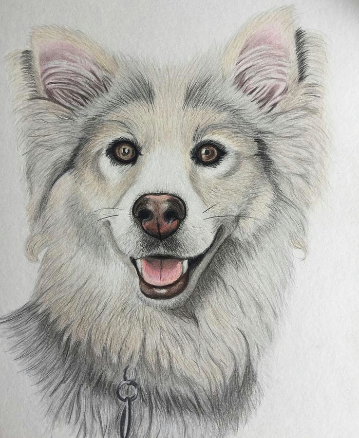 Drawing Of A Husky Dog Happy Husky Drawing by Erika Clarke