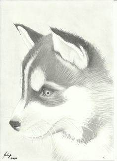 Drawing Of A Husky Dog Husky Face Drawing Finding Dory Husky Drawing Drawings Husky