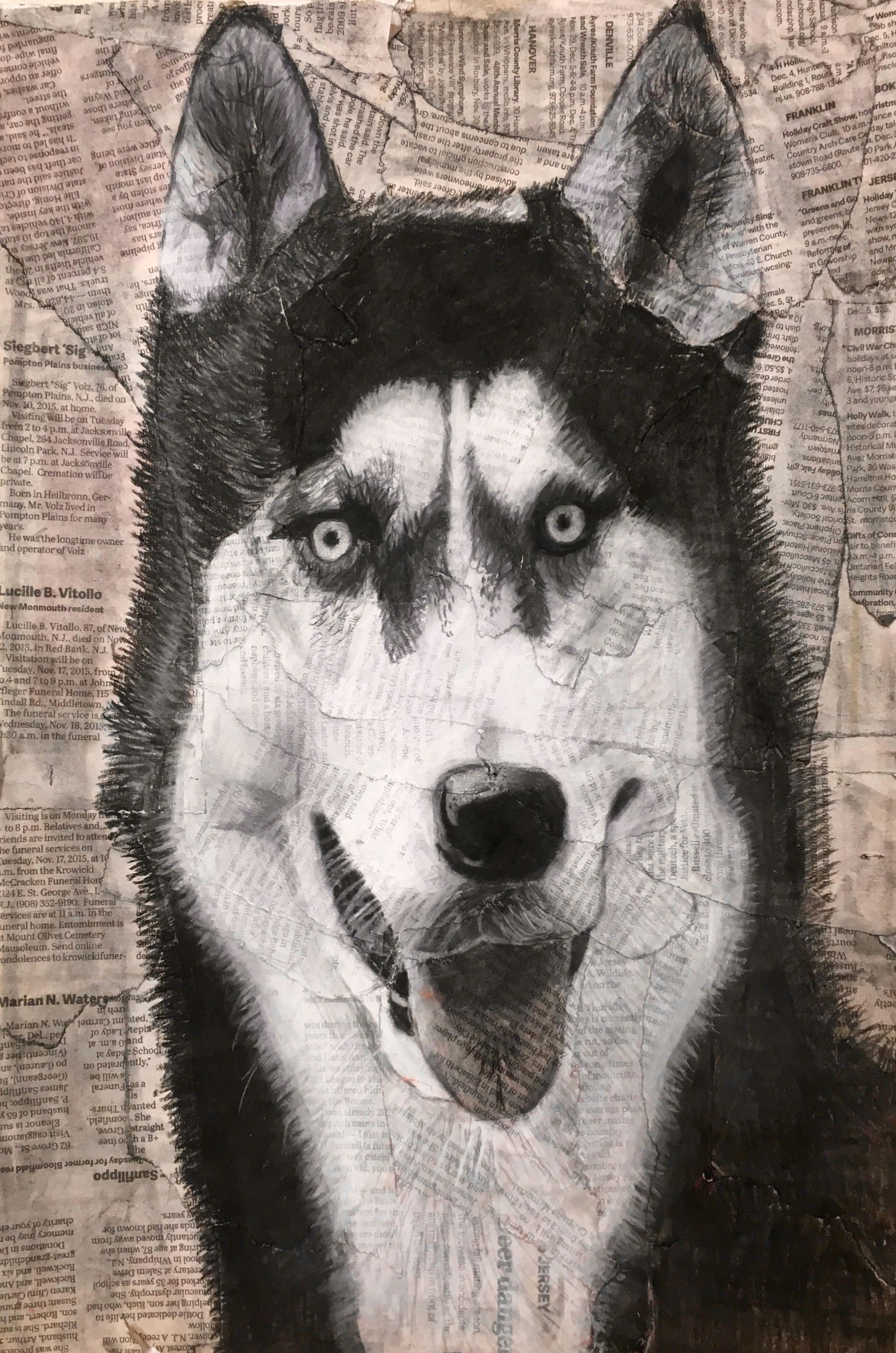 Drawing Of A Husky Dog Title Siberian Husky Drawing Medium Charcoal Newspaper Collage I