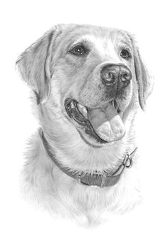 Drawing Of A Lab Dog 214 Best Labrador Dog Art Images Dogs Gatos Pets