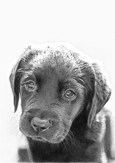 Drawing Of A Lab Dog 48 Best Labrador Drawings Images Color Pencil Drawings Graphite