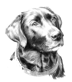 Drawing Of A Lab Dog 48 Best Labrador Drawings Images Color Pencil Drawings Graphite