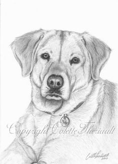 Drawing Of A Lab Dog 95 Best Art Drawing Images In 2019 Sketches Draw Paint