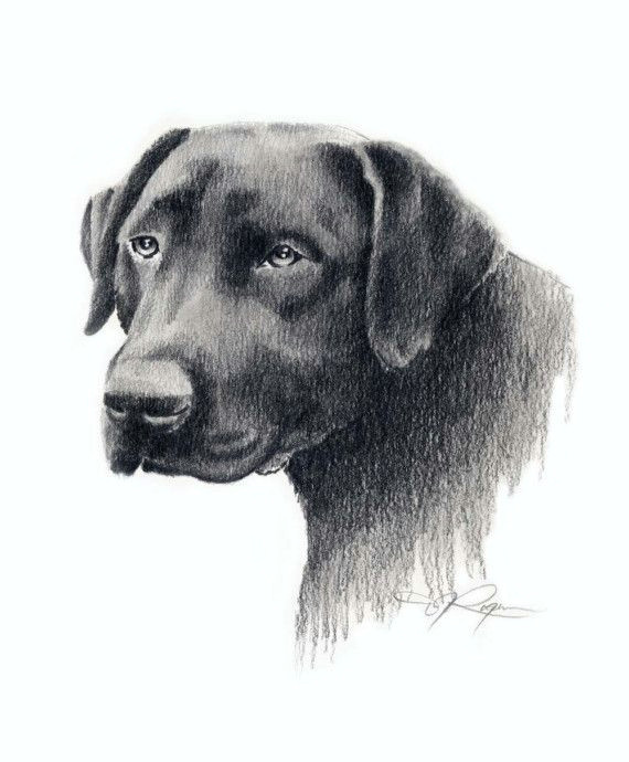 Drawing Of A Lab Dog Black Lab Drawing Labrador Dog Art Print Signed by by K9artgallery