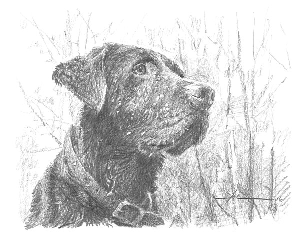 Drawing Of A Lab Dog Chocolate Labrador In Woods Drawing Drawing by Mike theuer Pencil