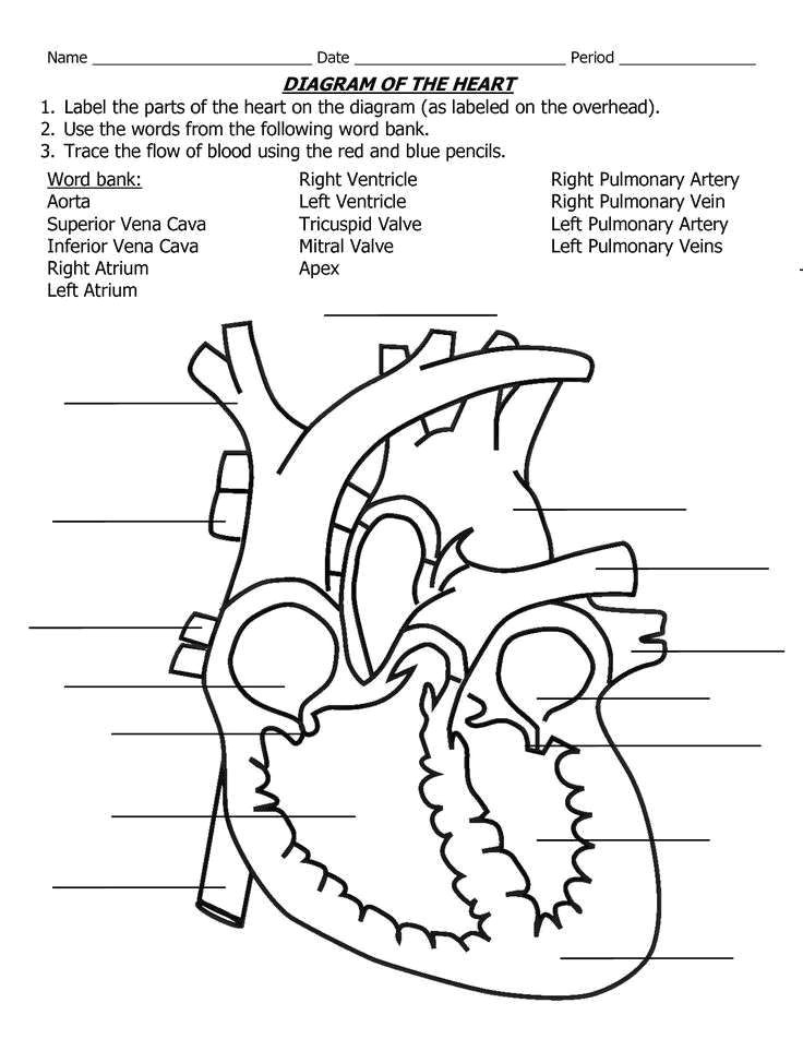 Drawing Of A Labeled Heart 11 Inspirational Human Heart Coloring Pages Coloring Page