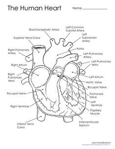 Drawing Of A Labeled Heart 15 Best Heart Diagram Images Nurses Nursing Notes Nursing