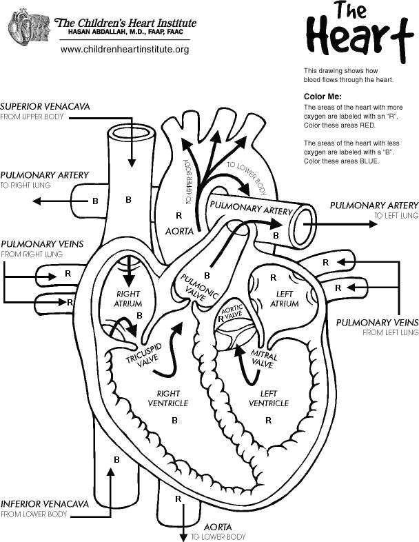 Drawing Of A Labeled Heart Heart Anatomy Coloring Pages Elegant Human Heart Coloring Pages