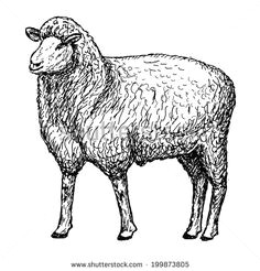 Drawing Of A Lamb S Heart 82 Best Lambs Sheep Images Sheep Drawing S Drawings