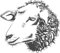 Drawing Of A Lamb S Heart 82 Best Lambs Sheep Images Sheep Drawing S Drawings