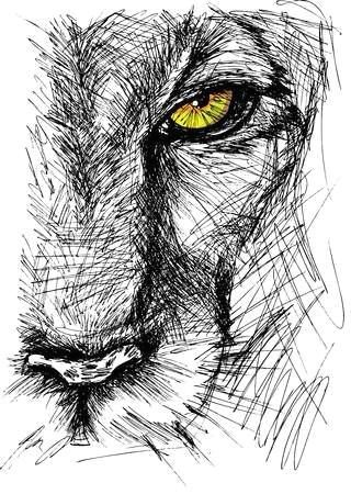 Drawing Of A Lions Eye Hand Drawn Sketch Of A Lion Looking Intently at the Camera In 2019