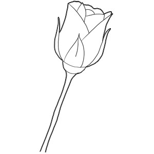 Drawing Of A Long Stem Rose How to Draw Long Stem Roses Drawing Tutorial for Valentines Day