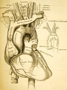 Drawing Of A Mammalian Heart 45 Best Heart Anatomy Images Heart Anatomy Cardiology Nurses